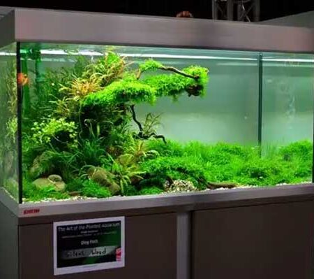 kính bể cá tại hải phòng